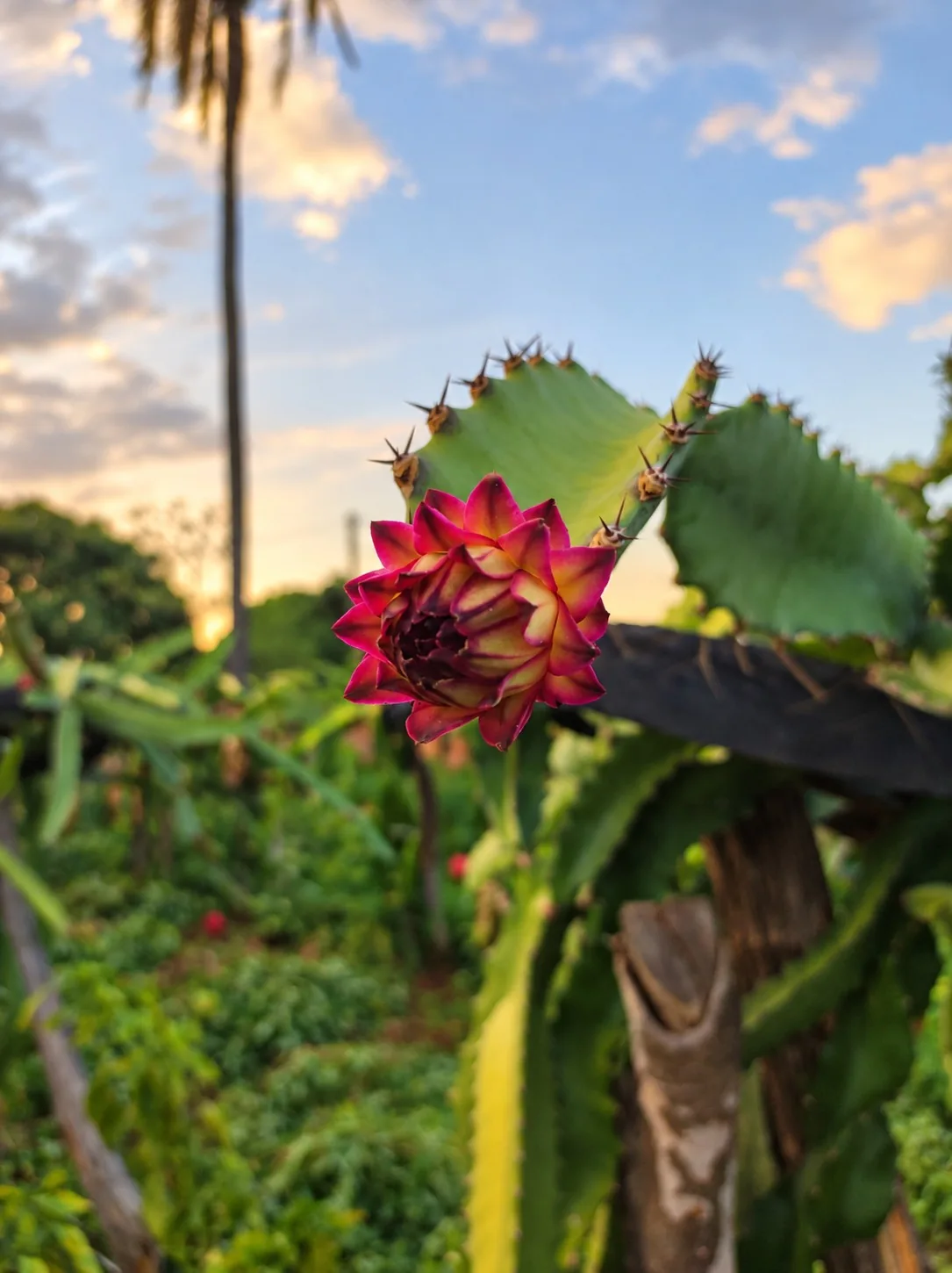 Detalhe da pitaya na plantação ao fim da tarde
